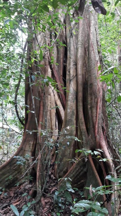 Rainforest River Edge Deniyaya Eksteriør billede